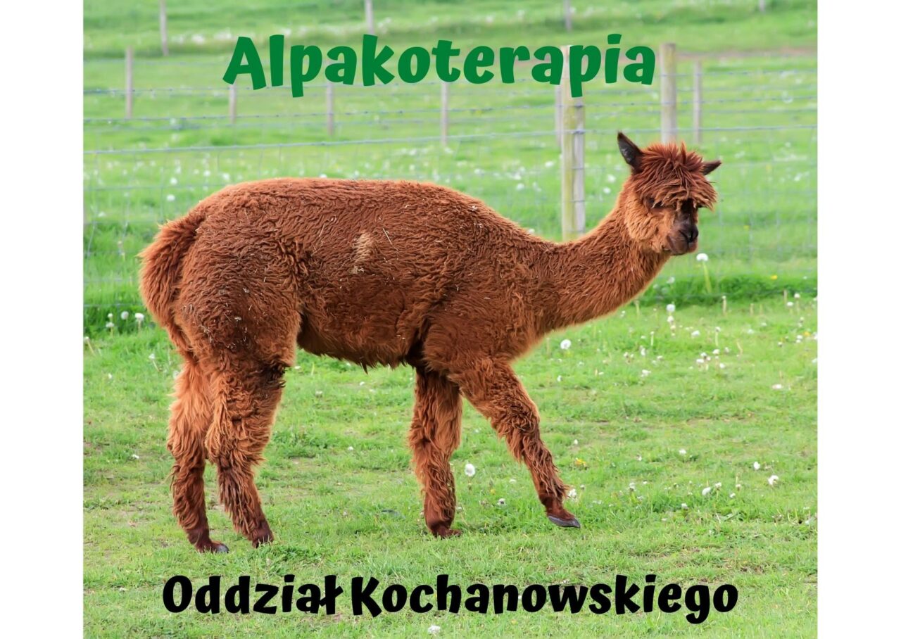 Alpakoterapia